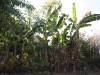 banana-tree